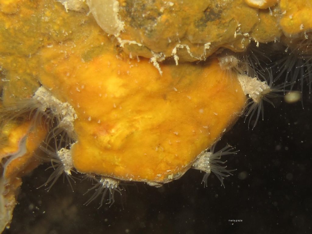 Epizoanthus arenaceus